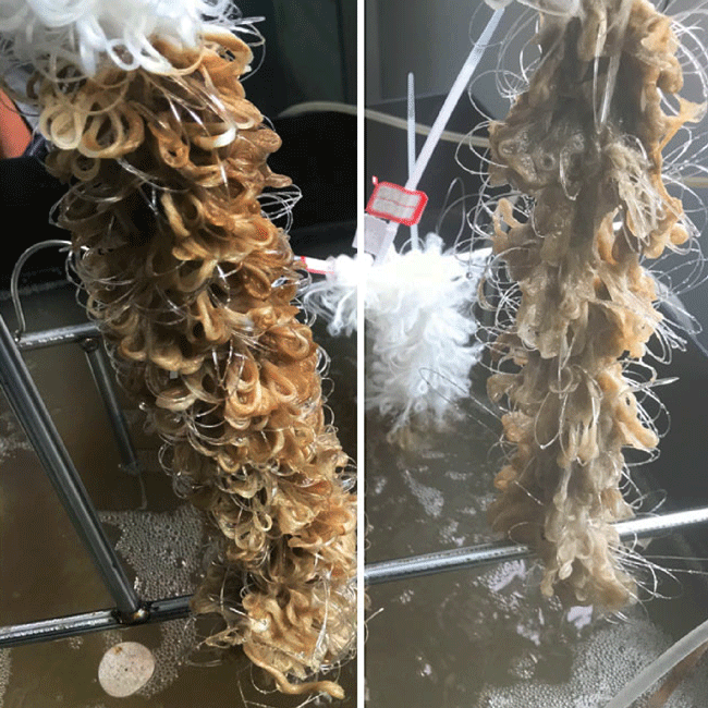 生物填料掛膜圖